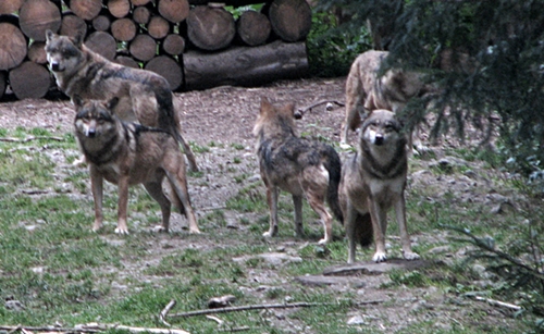 Meute de loups en Tinée. Désormais les tirs létaux autorisés seront plus nombreux, mais est-ce efficace pour abaisser la pression sur les troupeux d'ovins ? (photo MN)