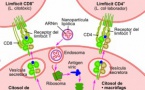 Lo vaccin ARNm que tòca a l’ADN  e fabrica de copia dau virús au dintre dau còs